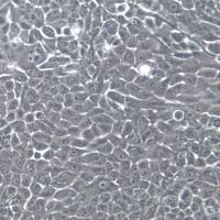 MCF-10A细胞、MCF10A细胞系、MCF-10A乳腺上皮细胞