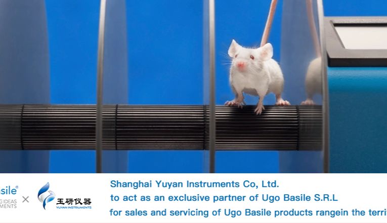 Ugo Basile攀爬实验仪 | 全新垂直维度运动功能测试——啮齿类动物疼痛评估的新兴视角！