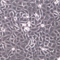 PANC-1细胞系、PANC-1细胞、PANC-1胰腺癌细胞