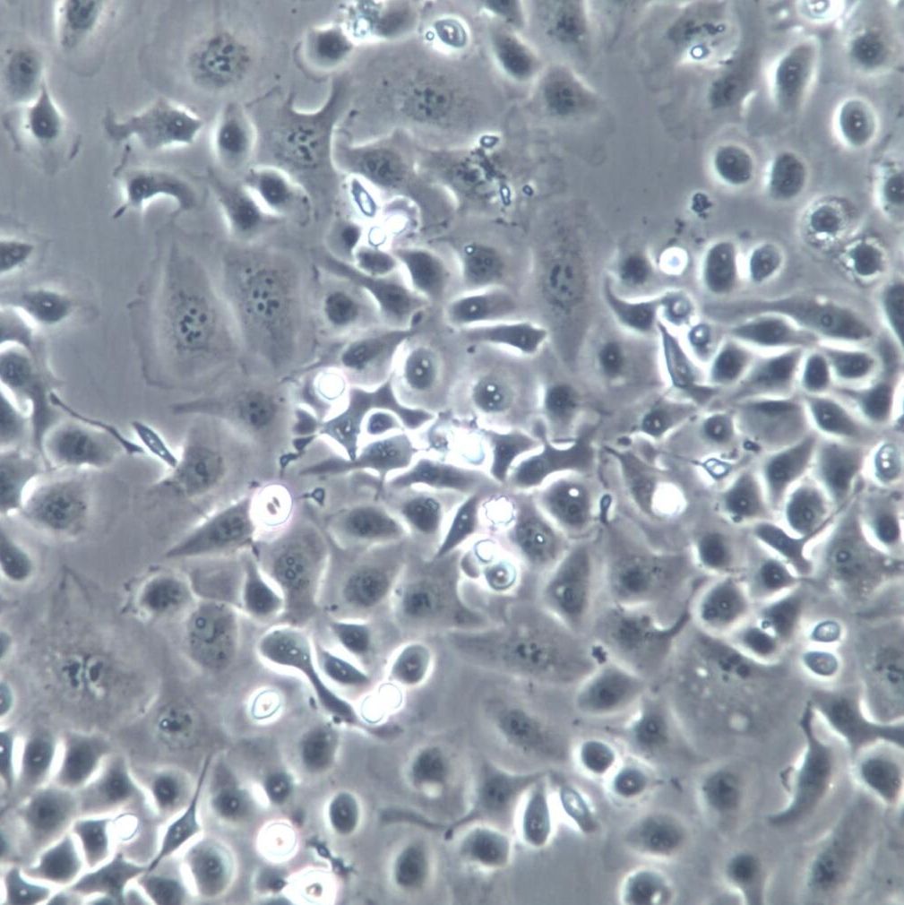 Het-1A细胞系、Het-1A细胞、Het-1A食管上皮细胞