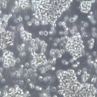 Raji细胞系、Raji细胞、Raji细胞株