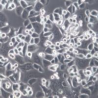 SK-BR-3细胞系、SK-BR-3细胞、SK-BR-3乳腺癌细胞