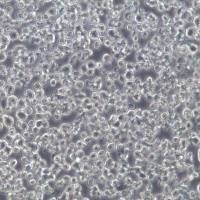 NCI-H929 细胞系、NCI-H929 细胞、NCI-H929 浆细胞白血病细胞