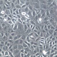 NCI-H838细胞株、NCI-H838细胞、NCI-H838非小细胞肺癌细胞    