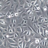 RWPE-2细胞系、RWPE-2细胞、RWPE-2前列腺正常细胞