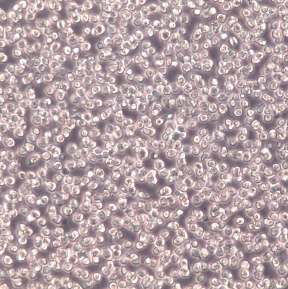 HL-60细胞、HL60、HL-60细胞