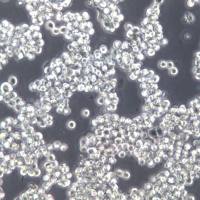 SNU-1细胞、SNU-1细胞系、SNU-1胃癌细胞