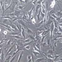 NCI-H2452细胞株、NCIH2452细胞、NCI-H2452间皮瘤细胞