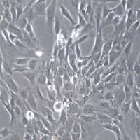 sw982细胞株、sw982细胞、sw982细胞系