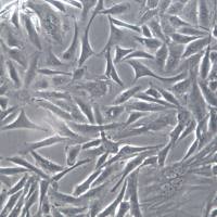 NCI-H596细胞株、NCI-H596细胞、NCI-H596肺腺鳞癌细胞