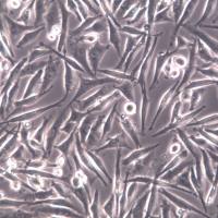 HS 683细胞系、HS 683细胞、HS 683脑胶质瘤细胞