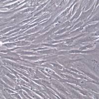 HFF-1细胞系、HFF-1细胞、HFF-1包皮成纤维细胞                                               