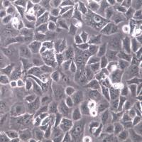 HuTu-80细胞系、HuTu80细胞、HuTu-80十二脂肠腺癌 