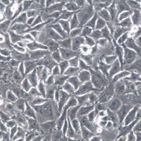 T98G胶质瘤；T98G [T98-G]、T98G细胞