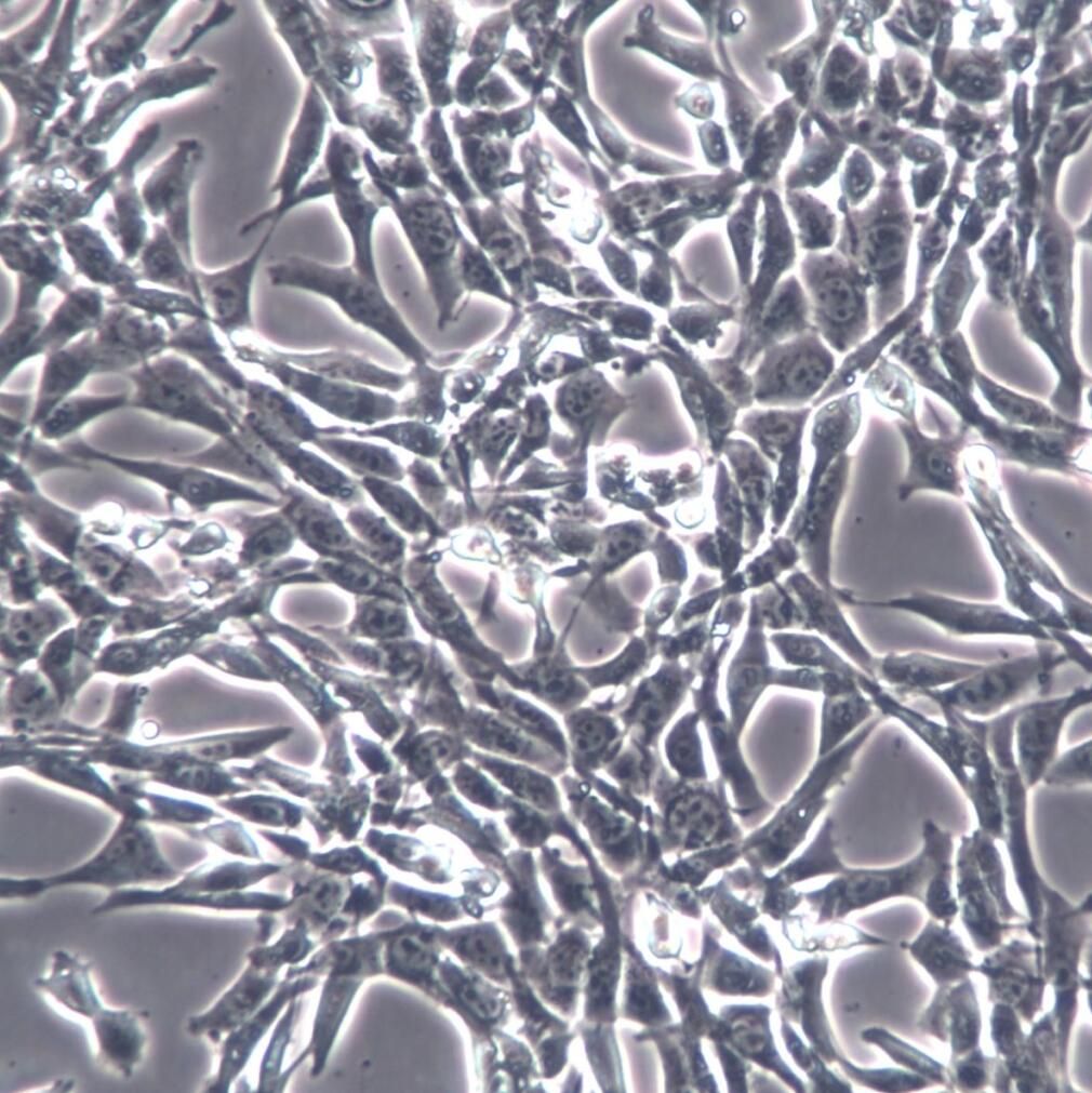 PT-67细胞、PT-67细胞株、PT-67细胞系