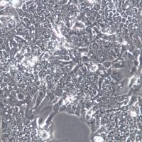 C3A 细胞系、C3A 细胞、C3A 永生化肝细胞