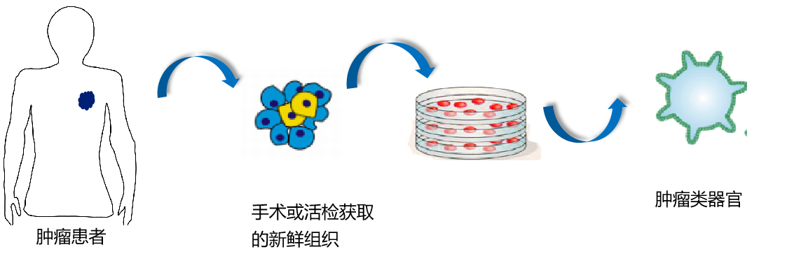 PDO-肿瘤药敏检测 3.0 替身