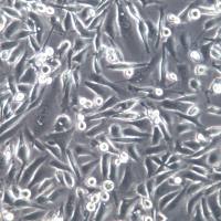 PC-3细胞系、PC-3细胞、PC-3前列腺癌细胞