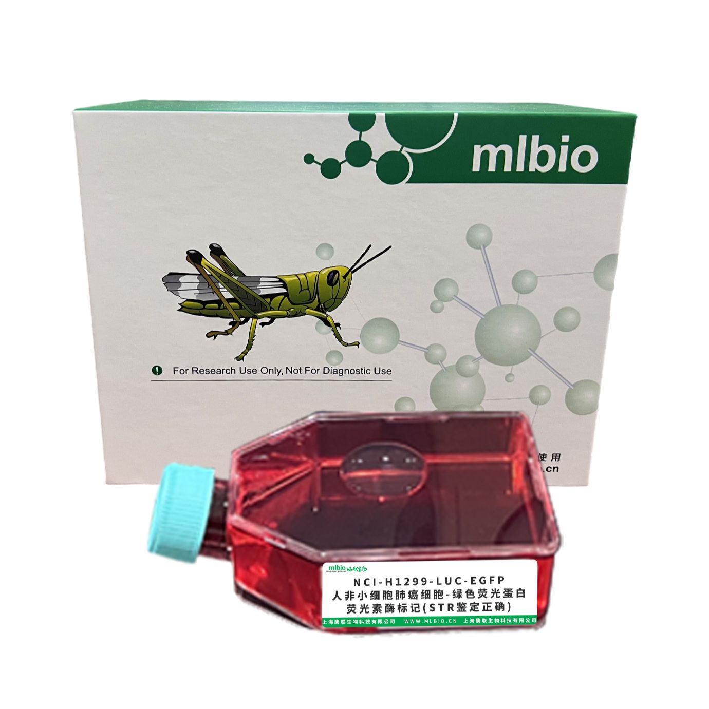 NCI-H1299-LUC-EGFP/人非小细胞肺癌细胞-绿色荧光蛋白-荧光素酶标记(STR鉴定正确)