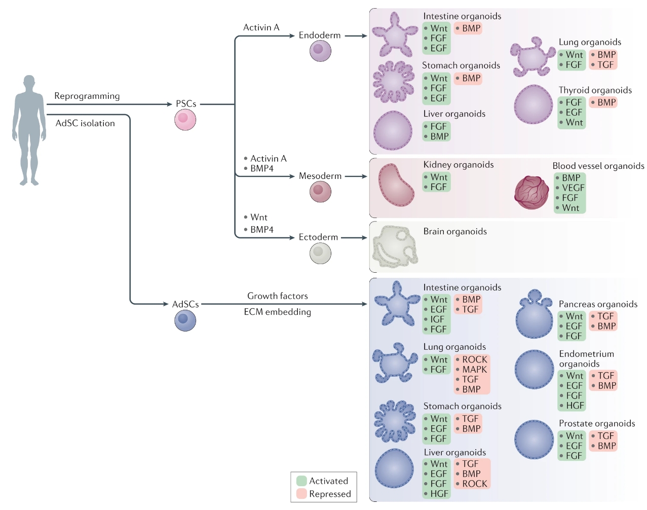 新品上市丨类器官培养，细胞因子你选对了吗？