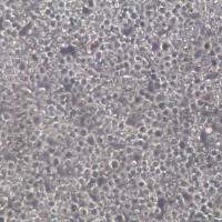 THP-1细胞、THP-1细胞株、THP-1