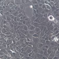 NCI-H2228 细胞系、NCI-H2228 细胞、NCI-H2228 非小细胞肺癌细胞