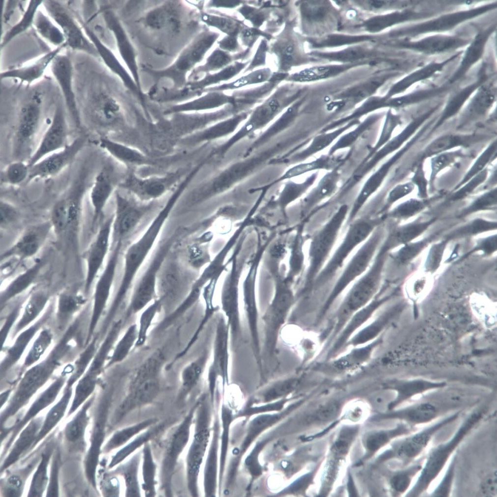 8305C细胞系、8305C细胞、8305C甲状腺癌细胞(未分化)