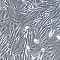 8305C细胞系、8305C细胞、8305C甲状腺癌细胞(未分化)