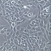 AC16细胞系、AC16细胞、AC16心肌细胞