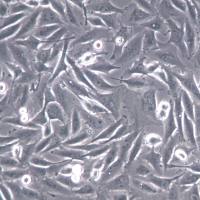 A2058细胞系、A2058细胞、A2058皮肤癌细胞