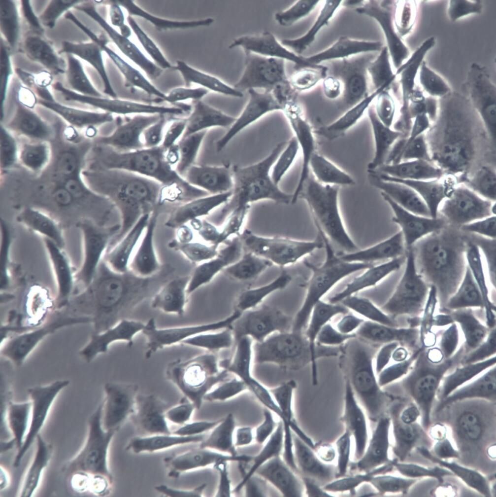SMMC-7721细胞、SMMC-7721细胞系、SMMC-7721肝癌细胞                             