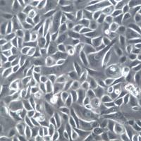 RWPE-1细胞系、RWPE-1细胞、RWPE-1前列腺上皮细胞  