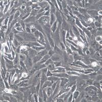 RGC5细胞、小鼠视网膜神经节细胞株;RGC-5、RGC-5细胞