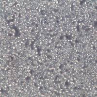 MM1S细胞系、MM1S细胞、MM1S骨髓瘤细胞株