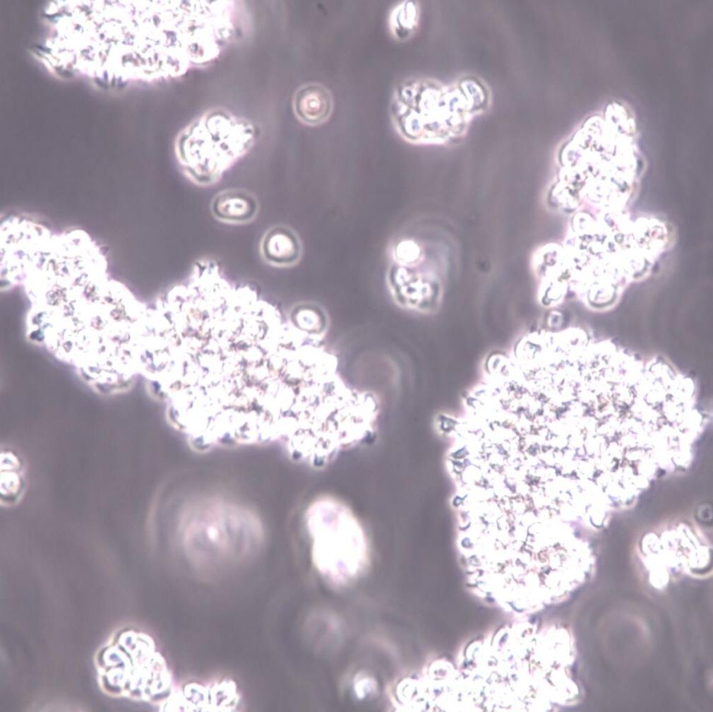 MT-4 细胞株、MT-4 细胞、MT-4 急性淋巴母细胞白血病细胞