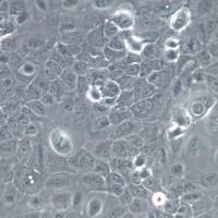 scc-9 细胞系、scc-9 细胞、scc-9 类鳞状上皮舌癌细胞
