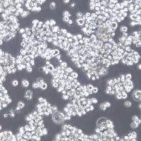 SKNO-1细胞系、SKNO-1细胞、SKNO-1白血病细胞