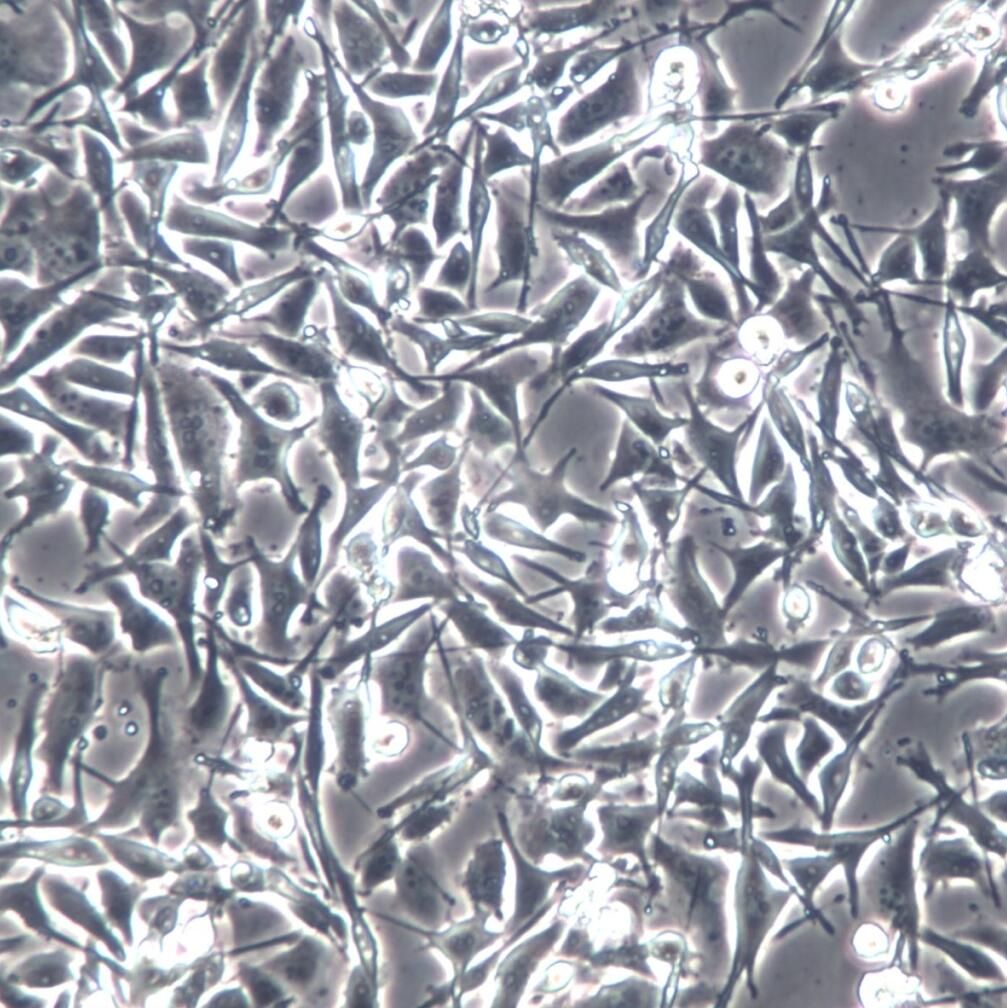 SK-MEL-2 细胞系、SK-MEL-2 细胞、SK-MEL-2 皮肤黑色素瘤细胞