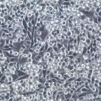 MIA-PACA-2细胞、MIA-PACA-2、MIA-PACA-2细胞