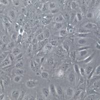 SV-HUC-1细胞株、SV-HUC-1细胞、SV-HUC-1膀胱上皮永生化细胞