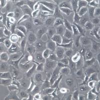 SW 780细胞株、SW 780细胞、SW 780膀胱移行细胞癌