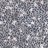 LTEP-a-2细胞系、LTEP-a-2细胞、LTEP-a-2肺腺癌细胞