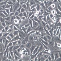 T98-G细胞、T98-G细胞系、T98-G多形性恶性胶质瘤