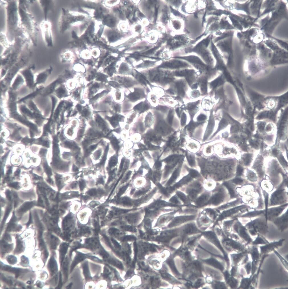 UM-UC-3细胞、UM-UC-3细胞系、UM-UC-3膀胱移行细胞癌