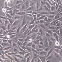 H4细胞系、H4细胞、H4神经胶质瘤细胞