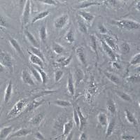 HLEC 细胞系、HLEC 细胞、HLEC 淋巴内皮细胞