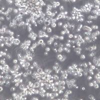 IM-9细胞系、IM-9细胞、IM-9外周血B淋巴细胞