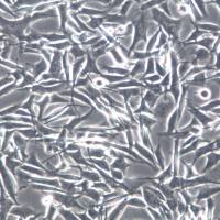 WM-115 细胞株、WM-115 细胞、WM-115 黑色素瘤细胞