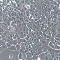 NCI-H441细胞株、NCI-H441细胞、NCI-H441肺腺癌细胞