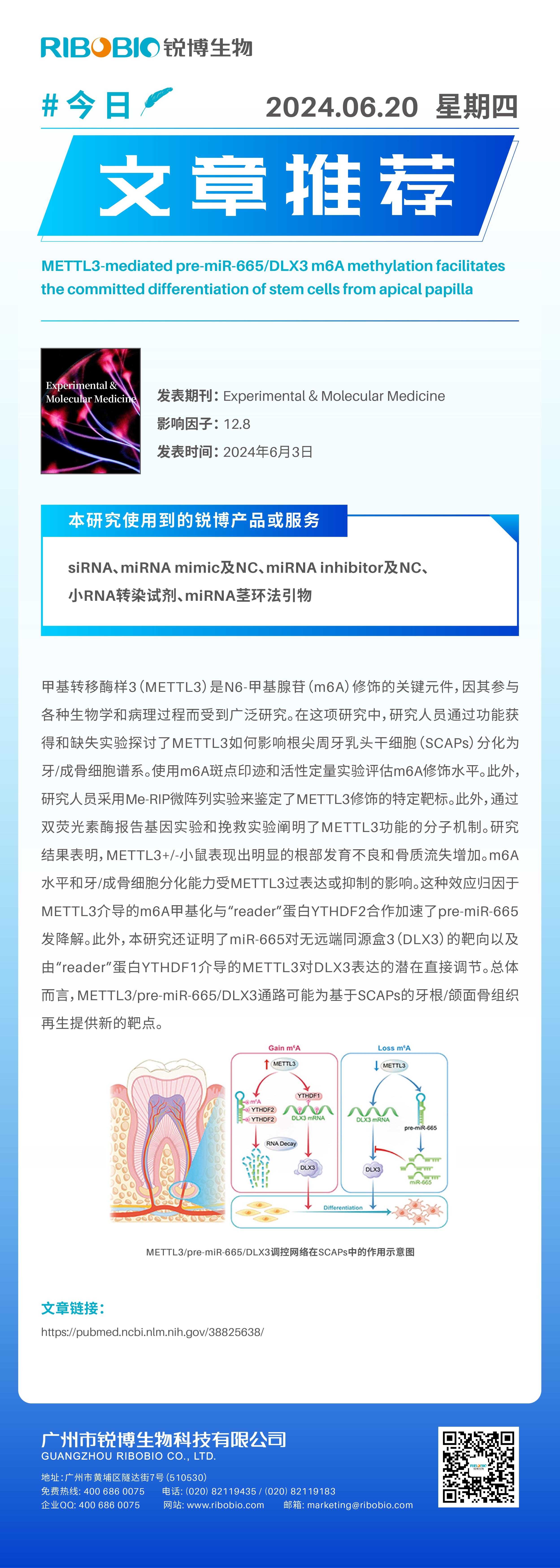 METTL3 介导的 pre-miR-665/DLX3 m6A 甲基化促进SCAPs的定向分化